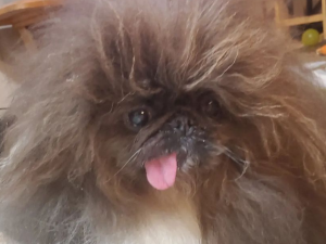 wildthangofficial on Instagram dog