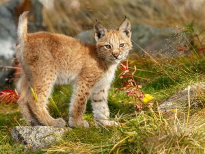 Shutterstock bobcat