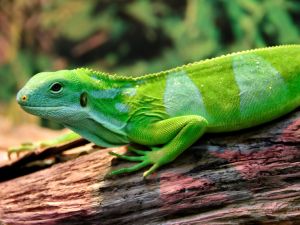Shutterstock lizards