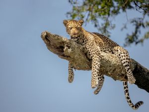 Shutterstock leopard