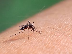 Dengue fever