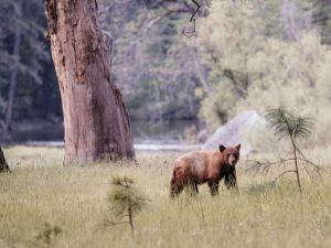 Shutterstock bear