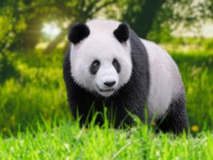 Shutterstock pandas