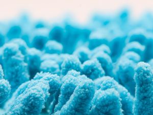  bacteria