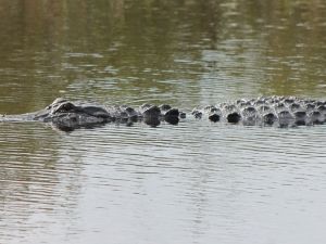 Shutterstock alligator