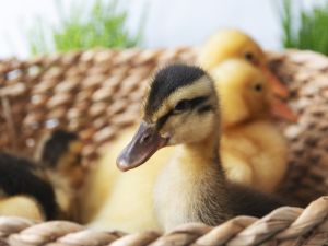 Shutterstock ducklings