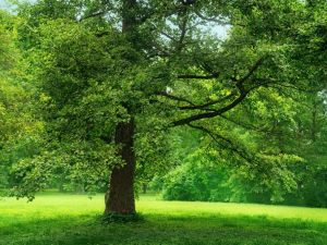 tree planting
