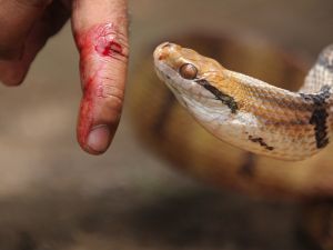 نصائح للحماية من لدغة الأفاعي في الصيف