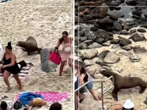 أسود البحر تقتحم شاطئ أمريكي وتفاجئ مرتاديه أسود البحر تقتحم شاطئ أمريكي وتفاجئ مرتاديه