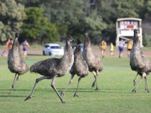 طيور ضخمة تلعب مباراة كرة القدم في أستراليا طيور ضخمة تلعب مباراة كرة القدم في أستراليا