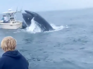 قفزة حوت تقلب قاربًا وتوقع اثنين في مياه البحر قفزة حوت تقلب قاربًا وتوقع اثنين في مياه البحر