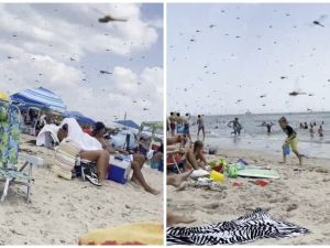 حشرات اليعسوب تجتاح شاطئ بأمريكا وتدفع المرتادين للمغادرة فورًا حشرات اليعسوب تجتاح شاطئ بأمريكا وتدفع المرتادين للمغادرة فورًا