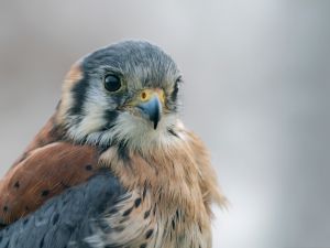 Shutterstock American Kestrel