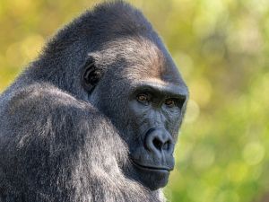 Shutterstock gorillas