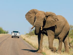 Young male elephant shaking head at car in the Kruger National Park, South Africa. Walking cross road. (Shutterstock) Elephant