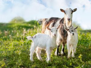 Shutterstock Goats