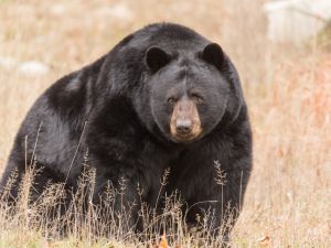 Shutterstock Black bear