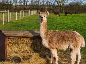 Shutterstock Llama