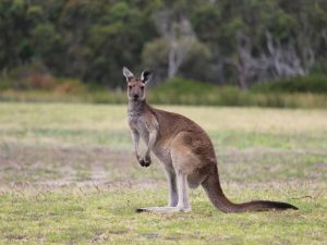 Shutterstock Kangaroo