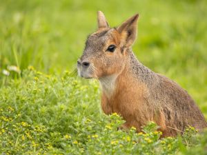 Shutterstock Argentina-native