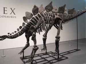 Apex, the largest stegosaurus fossil of a dinosaur, was sold for $44.6 million
