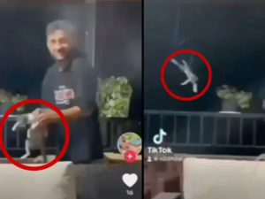 لبناني يعذب قطة ويرميها من الطابق الثالث لبناني يعذب قطة ويرميها من الطابق الثالث