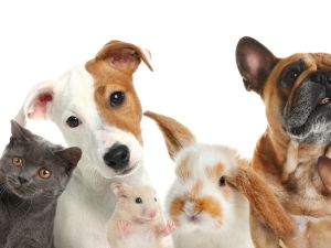 Pets 