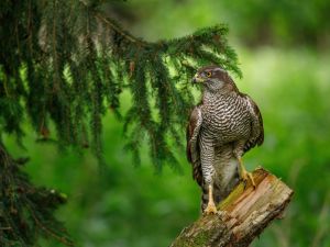 hawk