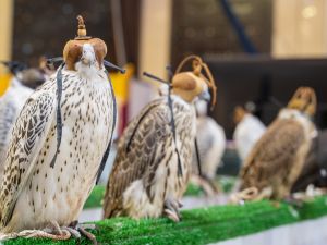 Breeders Auction