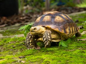 tortoise