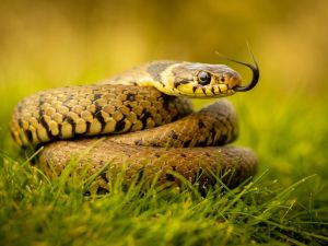 snake