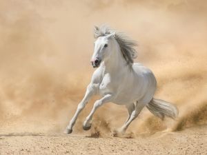 Horses