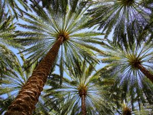 Saudi investor processes transformative products from palm waste