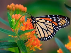 monarch butterfly