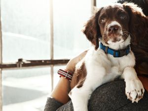 Dog 