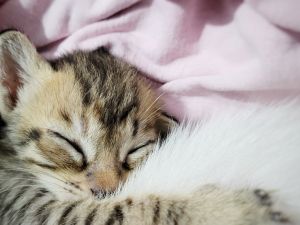 kitten 
