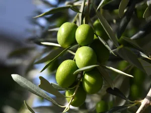 حساسية الزيتون: الأعراض، طرق الوقاية والعلاج
