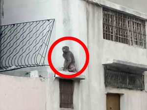 Monkey spotted in northern Gaza