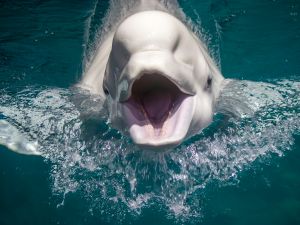 Russian trained ‘spy whale’ found dead in Norway