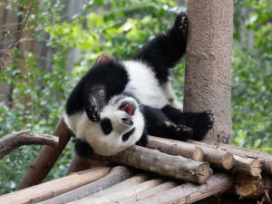 pandas