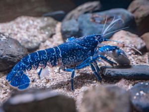 lobster