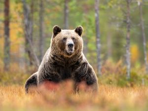 bear 