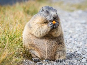 marmot