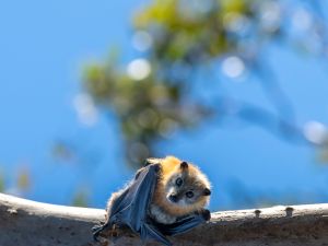 Bat 
