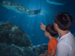 Aquarium's robotic whale shark makes waves: visitors demand refunds at Chinese theme park