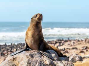 fur seal