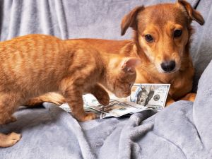 Cats and dogs inherit millions of dollars in US.(Shutterstock)
