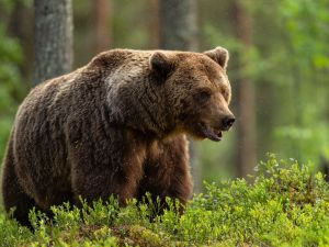 bear