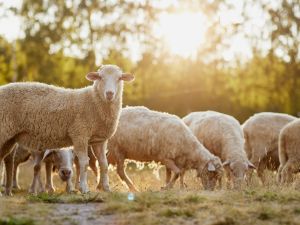 Sheep