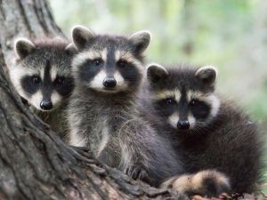 raccoons 